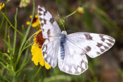 Checkered White Butterfly